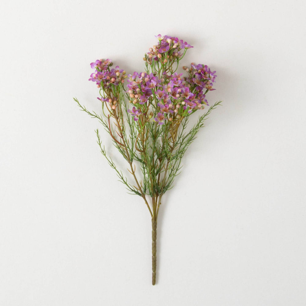 PURPLE WAX FLOWER BUSH